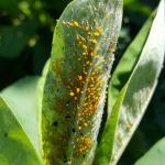 Bright yellow oleander aphids found feeding on milkweed on 9/17/19 in Amherst, MA. (Tawny Simisky, UMass Extension)