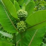 Asclepias syriaca, common milkweed has edible flower buds