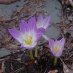 One of the joys of autumn is Autumn Joy, the late summer/early fall blooming autumn crocus; not a true crocus but is of the genus Colchicum.