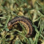 Armyworm caterpillar on turf (photo by P. Vittum)