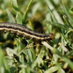 Armyworm caterpillar on turf (photo by P. Vittum)