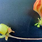 Azalea leaf and flower gall.