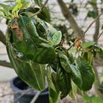 Azalea leafminer damage on 'PJM' rhododendron (R. Norton)