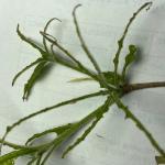 azalea sawfly damage   