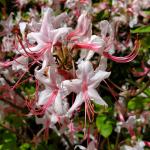 One of many gorgeous azaleas at Tower Hill.