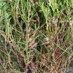 Bagworm caterpillar bags on arborvitae. Photo: Tawny Simisky, UMass Extension.