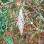 Scout for and remove overwintering bagworm bags to reduce the number of caterpillars on individual plants next year. Bagworm bag seen on 10/15/2021 in New Haven County, CT. (Tawny Simisky)