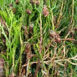 Bagworm caterpillar bags on arborvitae. Photo: Tawny Simisky, UMass Extension.