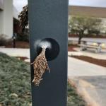 Overwintering bagworm bags found attached to a sign in a parking lot in Springfield as photographed on 4/2/2020. (Photo courtesy of Steve Swanson)