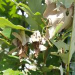 Bagworm caterpillar bags on columnar oak in Amherst, MA seen on 8/24/2022. (Photo: Tawny Simisky)