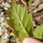 Gypsy moth caterpillars that hatched from egg masses last week have begun to balloon onto young oak leaves at a site in Belchertown, MA on 5/3/17. Hatch continues and dispersal has begun. (Simisky, 2017)