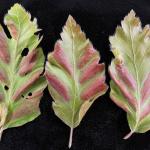 Foliar symptoms of beech leaf disease, caused by Litylenchus crenatae ssp. mccanii, on European beech (Fagus sylvatica). 