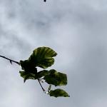 Potential beech leaf disease 