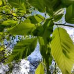 Beech leaf disease symptoms (R. Norton)