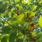 Beech leaf disease on beech