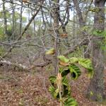 Beech leaf disease severe symptoms: Damaged buds and leaves. (R. Norton)