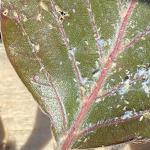 Beech woolly aphid 2