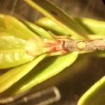 Larva on top of stem at leaf base.