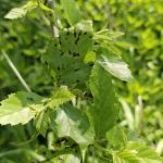 Birch anthracnose on river birch (R. Norton)