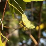 Birch sawfly larvae (A. Petrie)