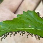 Birch sawfly larvae on gray birch (G. Njue)