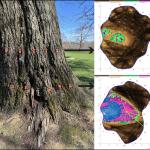 Armillaria impacts on black oak, as assessed via tomography (N. Brazee)