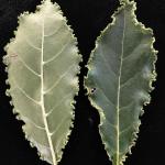 Marginal leaf galls on black tupelo (Nyssa sylvatica) caused by the black tupelo bladder gall mite (Eriophyes nyssae).
