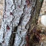 Damage to the lower 6 ft. of pine from the black turpentine beetle (Dendroctonus terebrans) 8/18/2022 in Barnstable County. Note the reddish, oozing masses of pitch in response to the bark beetle attack. (Image Courtesy of: Chad Thomas.)