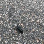 An adult blister beetle photographed in Weston, MA on 11/3/2021. (Image Courtesy of Jacquelyn Jackson.) 