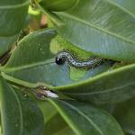 Box tree moth young caterpillar (R.Norton)