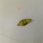 Boxwood leafminer larvae in leaf (R. Norton)