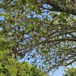 Brown rot symptoms in canopy of 'Kwanzan' cherry (R. Norton)