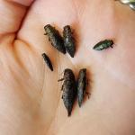 Native jewel beetles (buprestids) found near Cerceris wasp nests in Granby, MA in 2016. Beetles are sometimes dropped by these wasps. (Photo credit: Tawny Simisky)