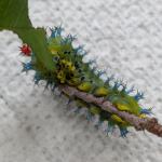 Cecropia moth caterpillar reared indoors on black cherry leaves. Photo: Tawny Simisky, UMass Extension.