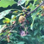 Cedar apple rust on crabapple (R. Kujawski)