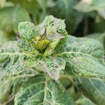 Chilli thrips damage to bigleaf hydrange apical bud and young leaves (R. Norton)