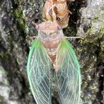 Newly molted adult cicada on the trunk of an oak