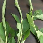 Clethra leaf roller 2 (G. Njue)