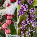 Ice crystals on winterberry (Ilex verticillata ‘Winter Red’) and Japanese beautyberry (Callicarpa japonica)