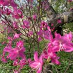 Cornell pink Korean Rhododendron (Rhododendron mucronulatum)