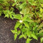 Cornus sericea (redosier dogwood) unseasonably in bloom (part 1)