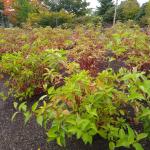 Cornus sericea (redosier dogwood) unseasonably in bloom (part 2)