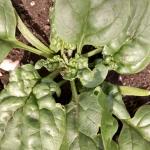Crown mite in spinach photo: A. Radin