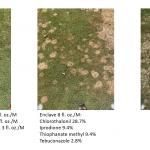 Comparison diagram of snow mold treatments (photos by Toby Young)