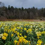 Daffodil splendor