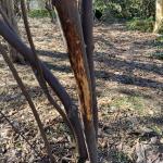 Deer rubbing damage on the bark of a royal azalea shrub