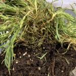 Pythium root rot of Dianthus (A. Madeiras)