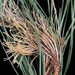Symptoms of Diplodia blight, caused by Diplodia sapinea, on red pine (Pinus resinosa)