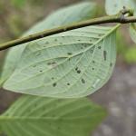 Dogwood sawfly larvar on underside of Cornus alternifolia leaf (R. Norton)