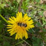A bee mimicking fly (Diptera) seen on a dandelion in Hampshire County, MA on 5/1/2024. Photo: Tawny Simisky, UMass Extension.